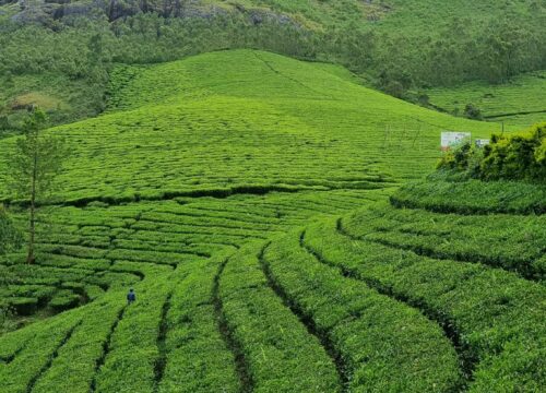 Tea Valley Madupatty Tour - 3500₹ per jeep