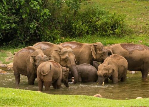 Anakulam Wild Elephant Spotting - 4000₹ For a Jeep