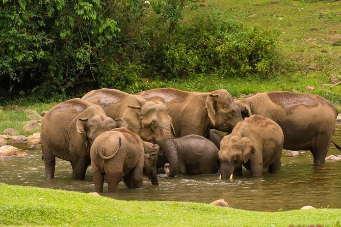Anakulam Jeep Safari Tour